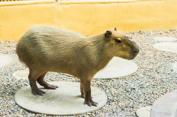 Capybara Mammal largest rodent wild nature.