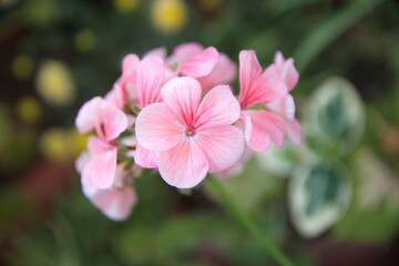 Light salmon pink Geranium Zonal, garden geranium, Pelargonium hortorum, ornamental and medicinal plant
