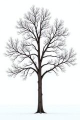 Obraz premium Tall tree with bare winter branches against a pure white background, cold, tree