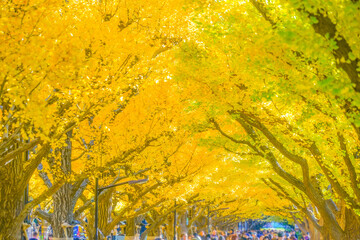 明治神宮外苑 いちょう並木