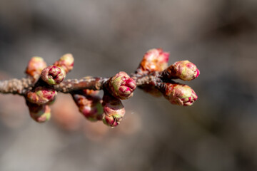 緋桜の花芽