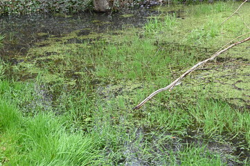 chapelle Saint-Mayeul, Le Brethon (03)