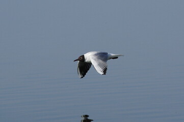 seagull in flight.  Larus ridibundus