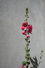hollyhocks in the sun on a street