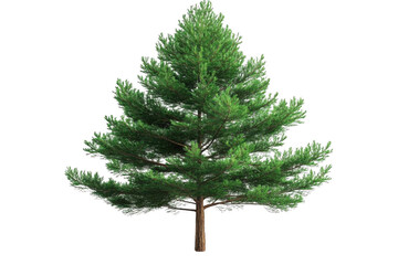 Fototapeta premium Pine Tree Stand Alone and Green Forest Beauty, Evergreen Concept Theme.