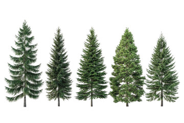 Obraz premium Explore Evergreen, Conifer Trees with Distinct Silhouettes and Textures in Isolated
