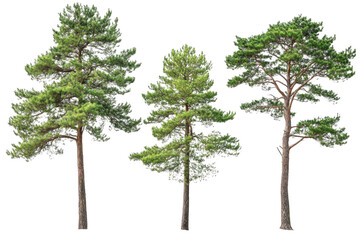 three trees on Black Backdrop and Different Green Concept Theme.