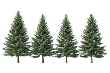 Explore Evergreen Beauty, A Journey Through Coniferous Forests, Nature's Cathedral