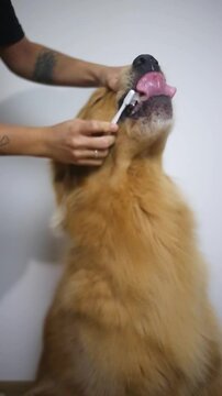 Brushing the teeth of the golden retriever dog