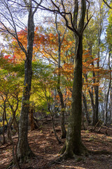 賤ヶ岳の秋の森に広がる色鮮やかな紅葉と黄葉
