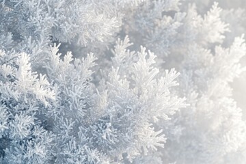 Obraz premium Close up view of winter tree branches. Branches covered in frost. Cold winter day. Detailed ice crystals on tree. White winter background.