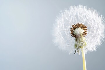 Obraz premium A fluffy white dandelion seed head sits against a soft background