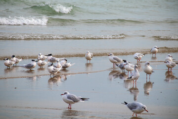 Lungo mare di Pesaro, Marche