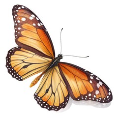 butterfly on white background