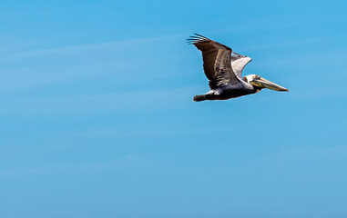 A view of a brown Pelican flying above Olas Altas Beach in Puerto Vallarta in early springtime