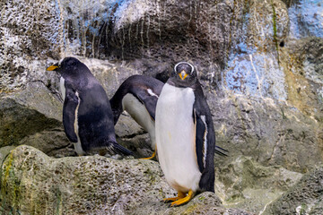 penguins at the zoo