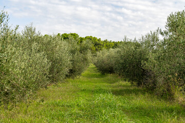 olive trees with green olives
