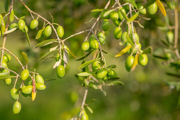 olive trees with green olives