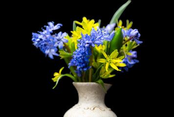 bouquet of spring primroses