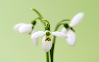 Fototapeta premium snowdrops close-up