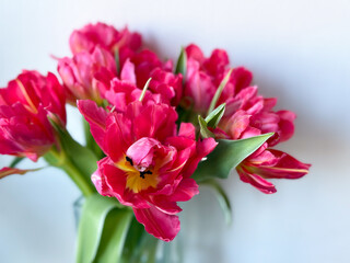 Beautiful bouquet of vibrant pink parrot tulips spring flowers on white close up, floral wallpaper background with spring tulips	