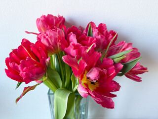 Beautiful bouquet of vibrant pink parrot tulips spring flowers on white close up, floral wallpaper background with spring tulips	
