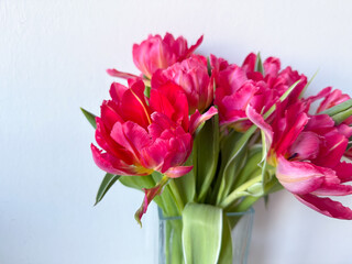 Obraz premium Beautiful bouquet of vibrant pink parrot tulips spring flowers on white close up, floral wallpaper background with spring tulips 