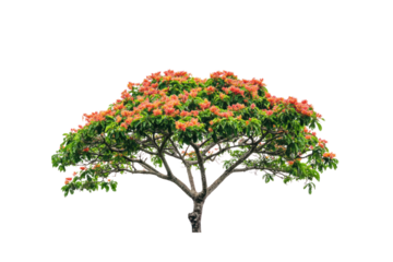 A rain tree in full bloom with vibrant green leaves and a thick trunk, isolated with the bright white background creating a striking contrast to its tropical appearance