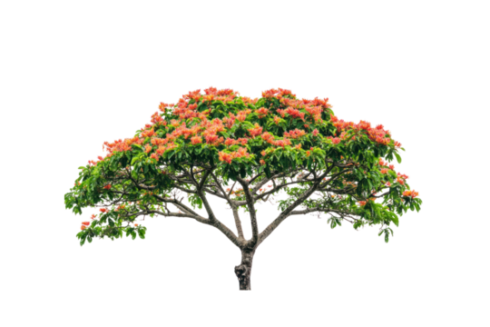 A rain tree in full bloom with vibrant green leaves and a thick trunk, isolated with the bright white background creating a striking contrast to its tropical appearance
