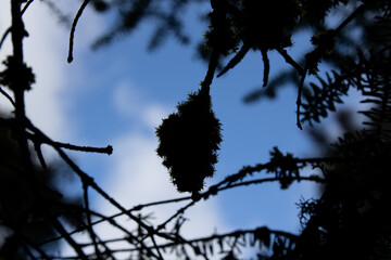 moss and branches backlit