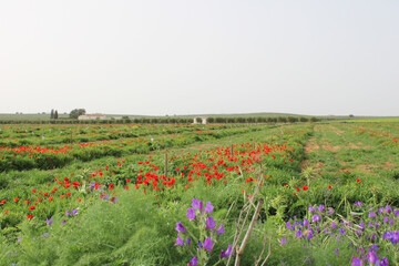 meadow with flowers