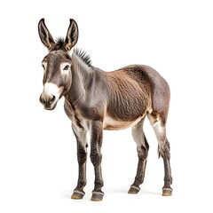 A lifelike portrait of a sturdy donkey standing in side view, isolated on a white background. Detailed grey and brown coat, large expressive ears, and gentle, intelligent eyes. High-resolution, sharp 