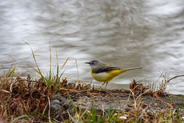 a grey wagtail, motacilla cinerea, on a snowy meadow