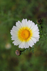 Fototapeta premium Daisy flower