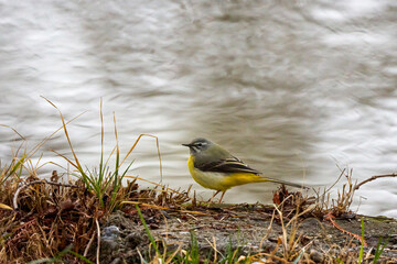 a grey wagtail, motacilla cinerea, on a snowy meadow