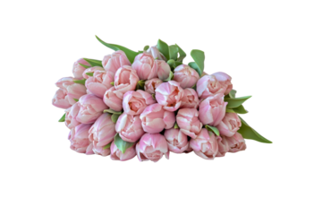 a romantic spring bouquet of pink tulips arranged in a perfect cluster, set against a soft pastel pink background. A perfect shot for seasonal cards or celebrations like Easter or Valentine's Day.