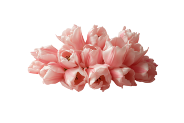 a romantic spring bouquet of pink tulips arranged in a perfect cluster, set against a soft pastel pink background. A perfect shot for seasonal cards or celebrations like Easter or Valentine's Day.