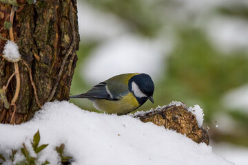 a tit on snowy tree branches on a spring day