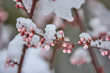landscape with budding and blooming tree branches covered with snow