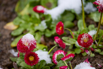 flowers in the park after a spring day when it snowed