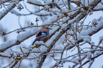 a magpie on the branches of a snowy tree