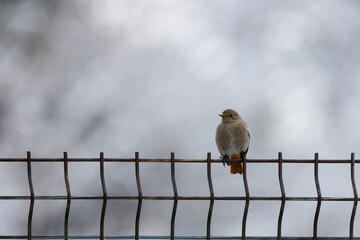 Female Black redstart standing on fence