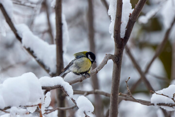 a tit on snowy tree branches on a spring day