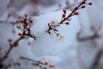 landscape with budding and blooming tree branches covered with snow
