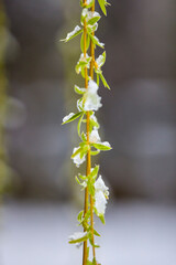 landscape with budding and blooming tree branches covered with snow