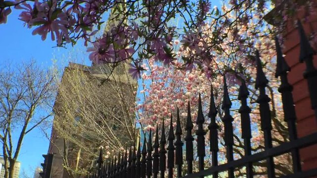 Spring is in Bloom