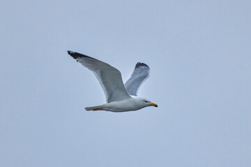 portrait of a seagull flying in the sky