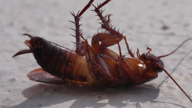 Macro shot of a Asian cockroach