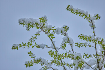 landscape with budding and blooming tree branches covered with snow