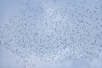 a large group of birds flying in the blue sky